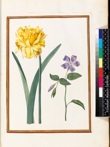 双水仙花和长春花（在牛皮纸上的wc） 作者 尼古拉斯·罗伯特